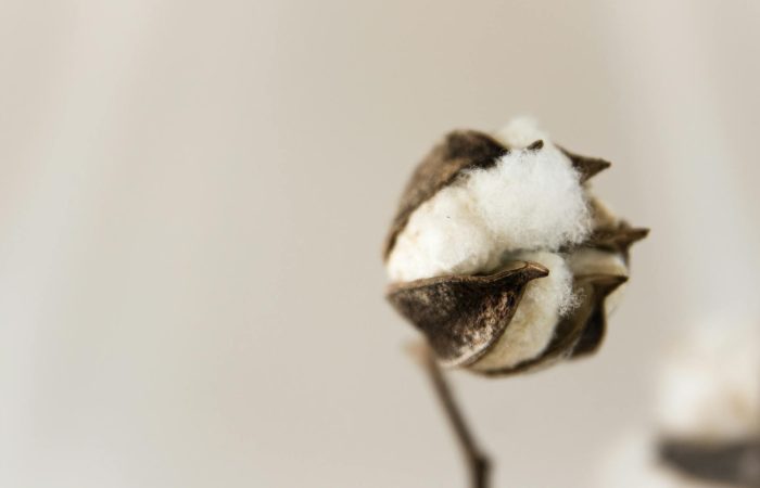 Close-up of a cotton boll showing natural texture against a soft, neutral background.